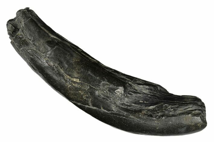 Fossil Sperm Whale (Scaldicetus) Tooth - South Carolina #176131